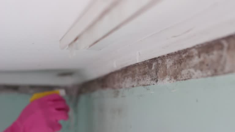 Reliable Twinsburg, OH Mold Removal Solutions